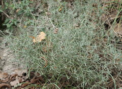 Helichrysum italicum
