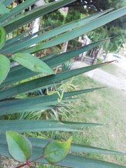 Hierodula transcaucasica