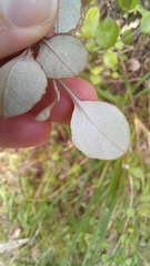 Helichrysum lanceolatum