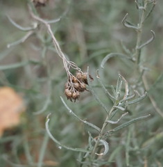 Helichrysum italicum