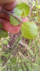 Helichrysum lanceolatum