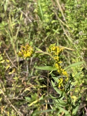 Solidago leavenworthii