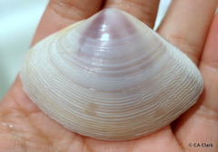 Austromactra contraria