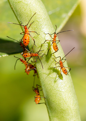 Leptoglossus zonatus
