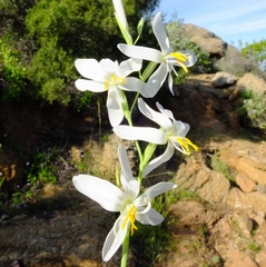 Hesperantha bachmannii