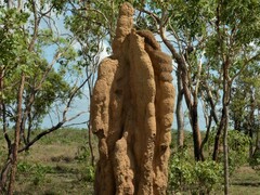 Nasutitermes triodiae