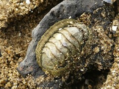 Sypharochiton pelliserpentis