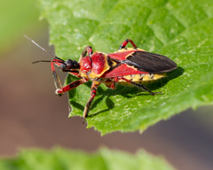Apiomerus flaviventris