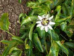 Passiflora edulis