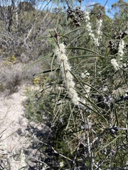 Hakea repullulans