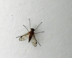 Rhagionidae