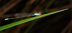Pseudagrion rubriceps