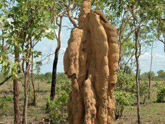 Nasutitermes triodiae