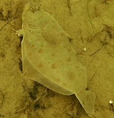Paralichthys californicus
