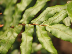Blechnum wattsii