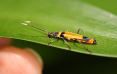 Chauliognathus imperialis