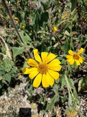 Tithonia