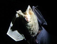 Trachops cirrhosus