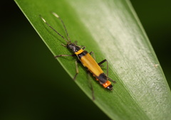 Chauliognathus imperialis