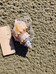 Struthiolaria papulosa
