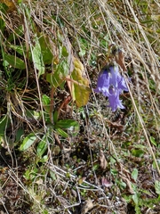 Campanula barbata