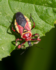 Apiomerus flaviventris