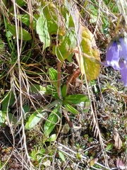 Campanula barbata