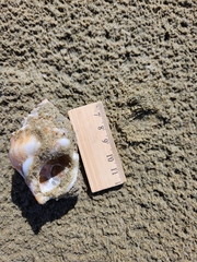 Struthiolaria papulosa