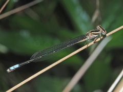Pseudagrion kersteni