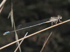 Pseudagrion kersteni