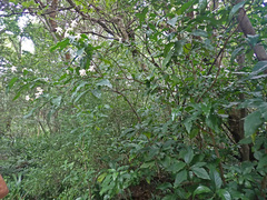 Justicia adhatodoides