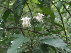 Justicia adhatodoides