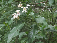 Justicia adhatodoides