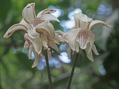 Justicia adhatodoides