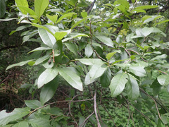 Justicia adhatodoides