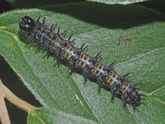 Acraea horta