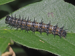 Acraea horta