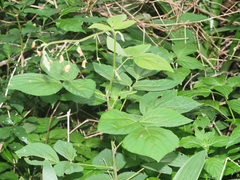 Hylodesmum repandum