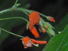 Hylodesmum repandum