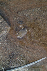 Thalamitinae