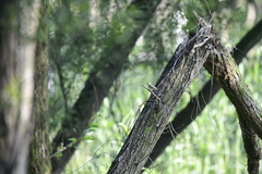 Ficedula zanthopygia