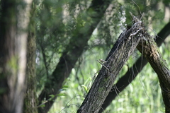 Ficedula zanthopygia