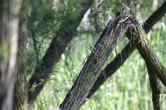 Ficedula zanthopygia