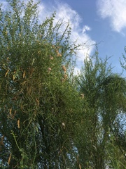 Funastrum cynanchoides