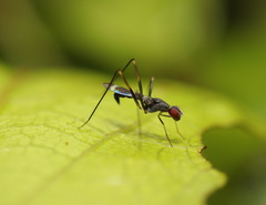 Metopochetus aequalis