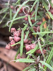 Lasiopetalum rufum