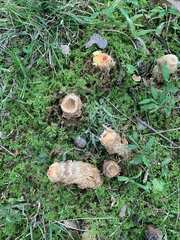 Calostoma lutescens
