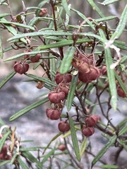 Lasiopetalum rufum