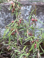 Lasiopetalum rufum