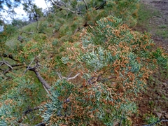 Callitris glaucophylla